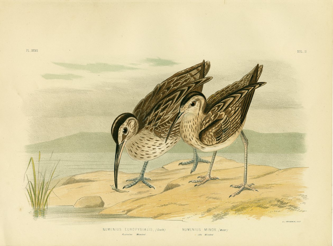 Chiurlo australiano, 1891 da Gracius Broinowski