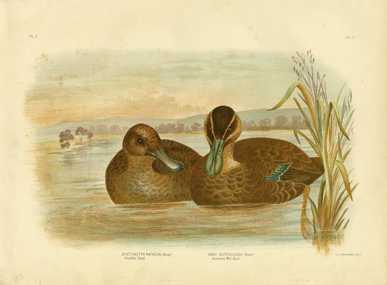 Anatra selvatica australiana, 1891 da Gracius Broinowski