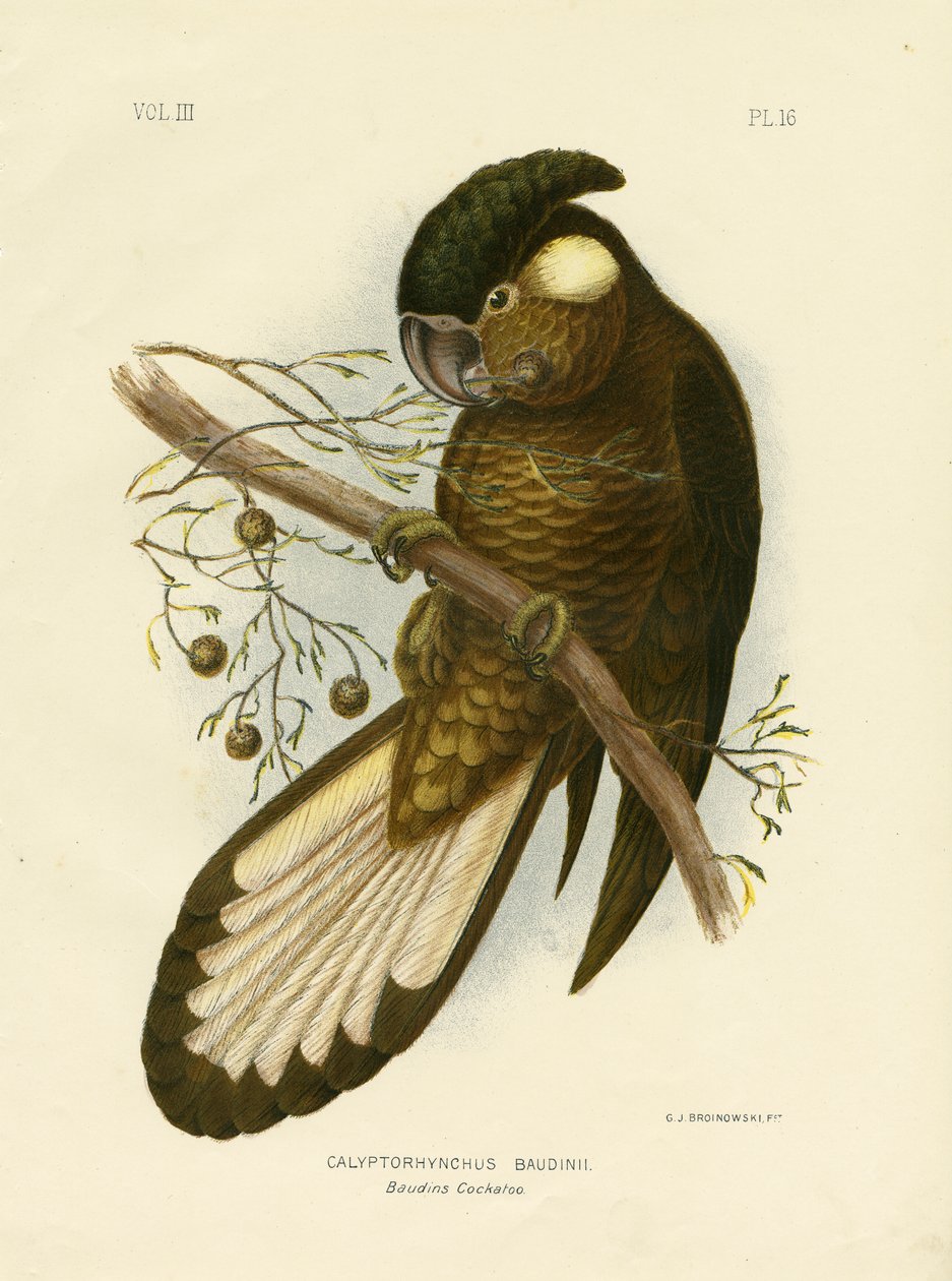 Cacatua nero di Baudin, 1891 da Gracius Broinowski
