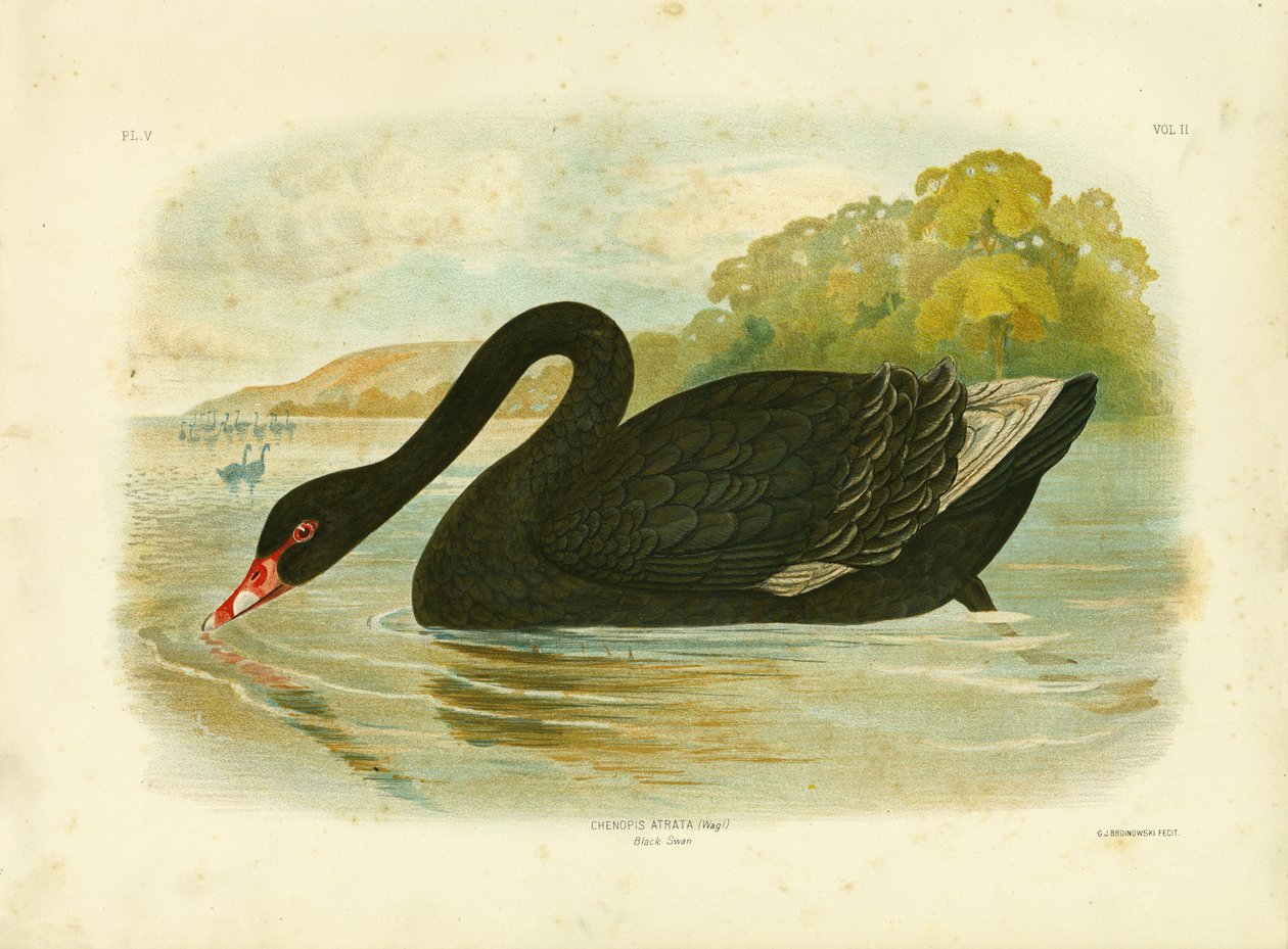 Cigno nero, 1891 da Gracius Broinowski