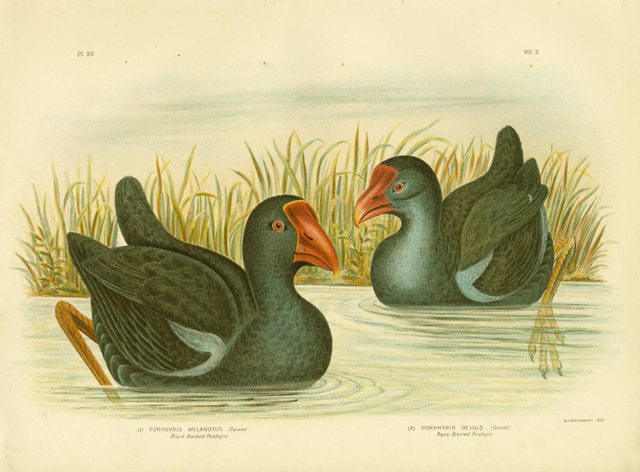 Porphyrio dal dorso nero, 1891 da Gracius Broinowski