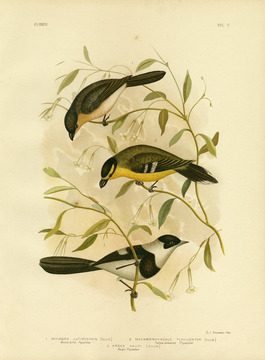 Pigliamosche dal becco largo, 1891 da Gracius Broinowski