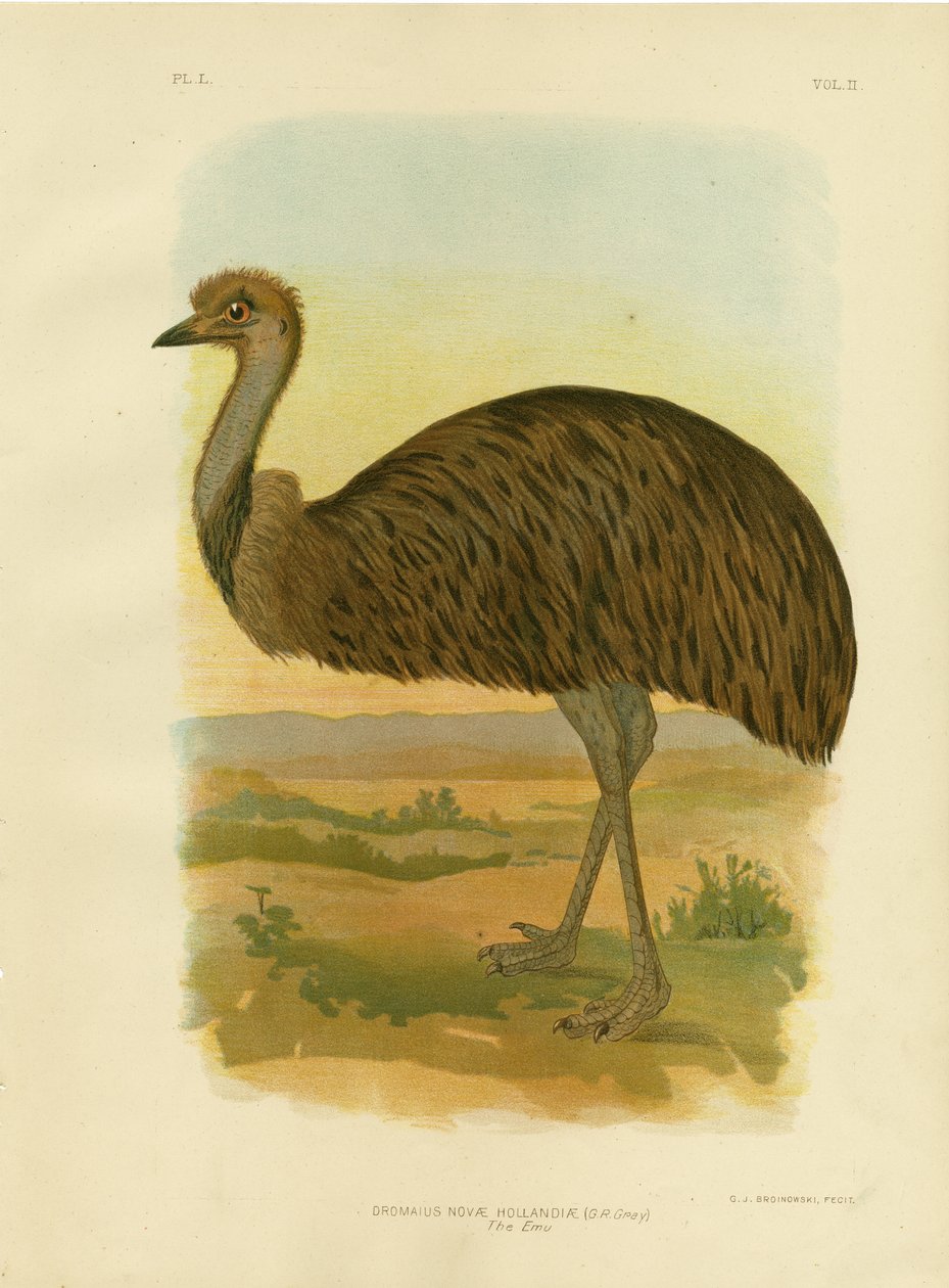 Emu, 1891 da Gracius Broinowski