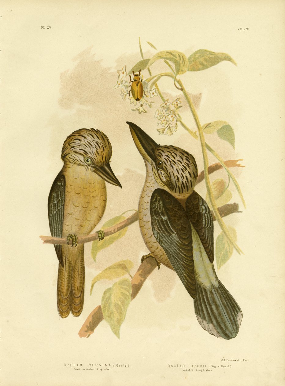 Martin pescatore dal petto fulvo, 1891 da Gracius Broinowski
