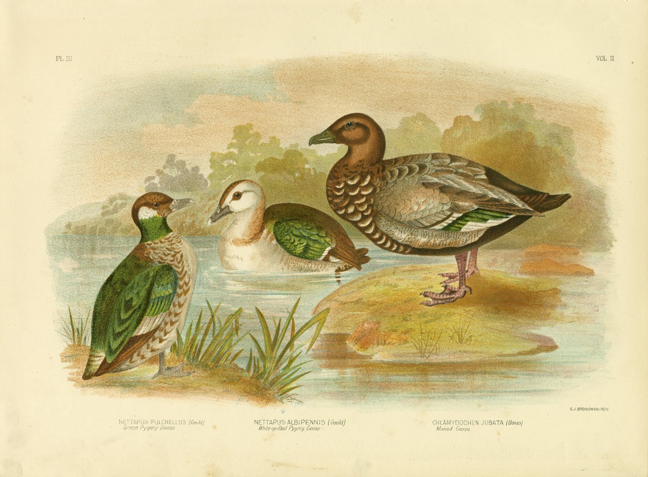 Oca pigmea verde, 1891 da Gracius Broinowski