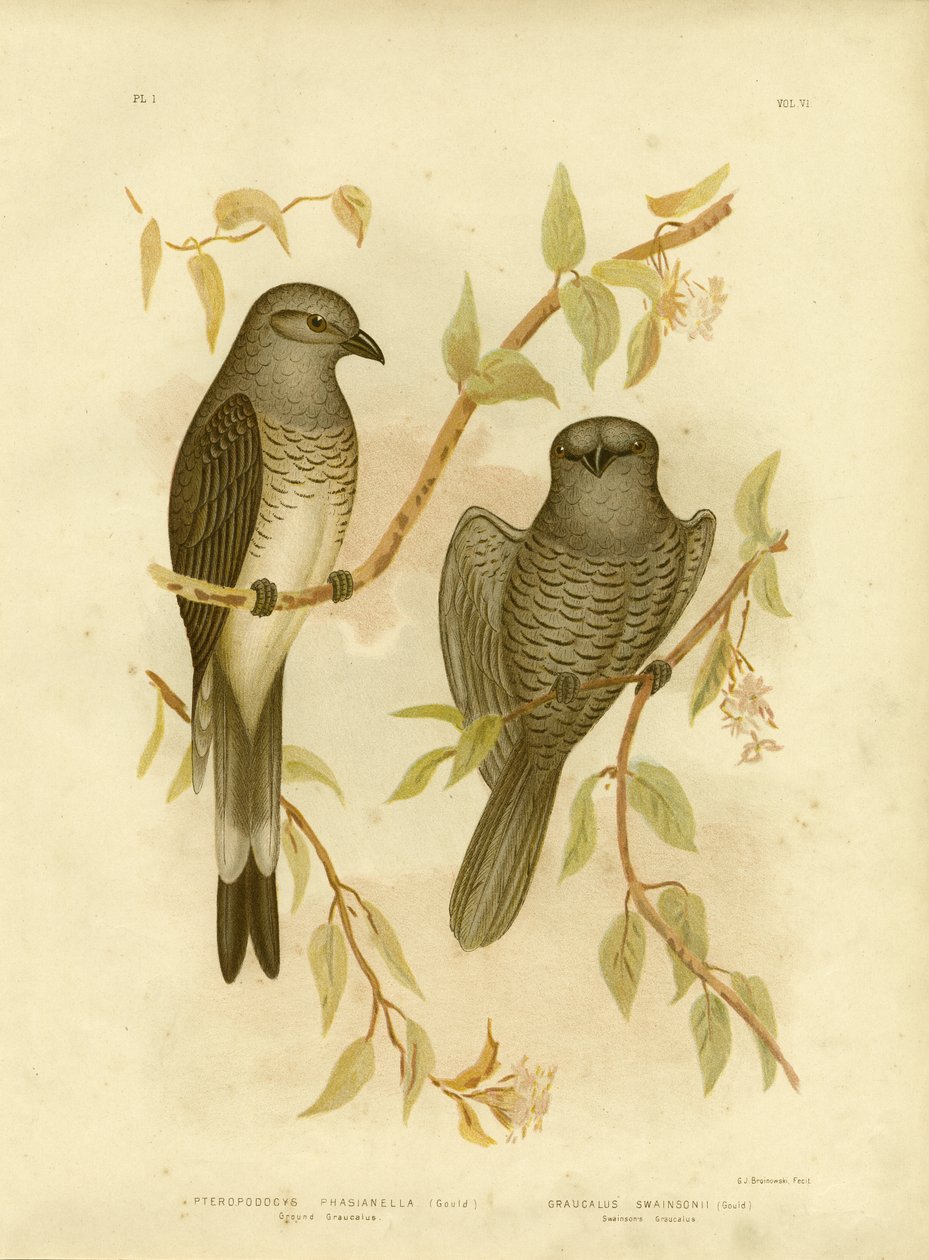 Graucalus terrestre o Cuculo Shrike, 1891 da Gracius Broinowski