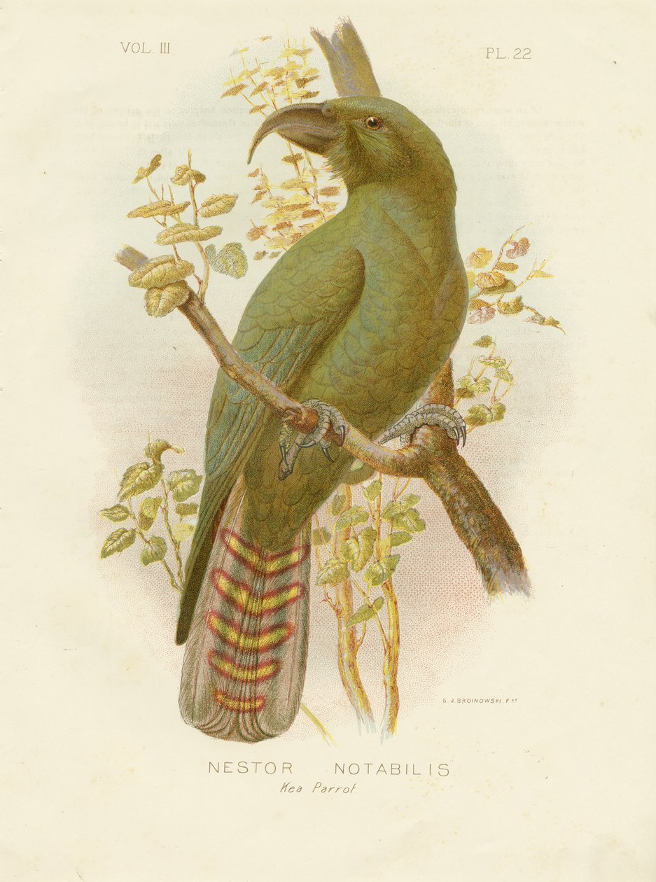 Kea, 1891 da Gracius Broinowski