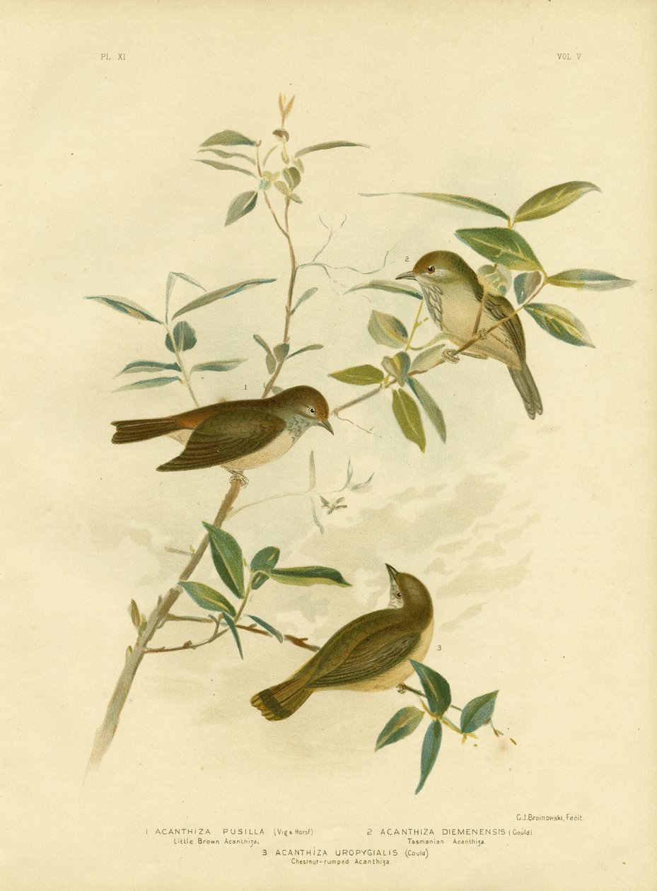 Piccolo Thornbill marrone, 1891 da Gracius Broinowski