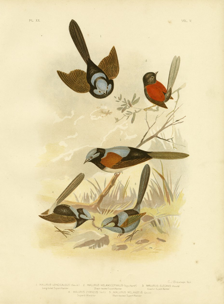 Scricciolo dalla coda lunga, 1891 da Gracius Broinowski
