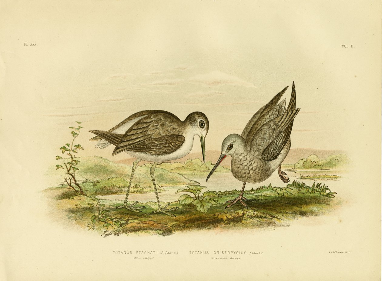 Piro piro boschereccio, 1891 da Gracius Broinowski