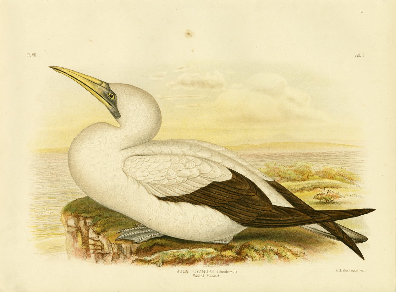 Sula Mascherata, 1891 da Gracius Broinowski