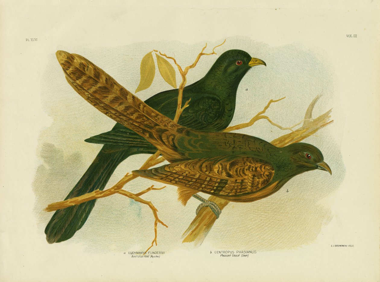 Fagiano Coucal, 1891 da Gracius Broinowski