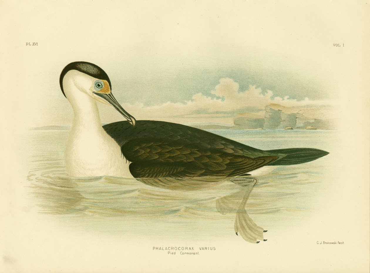 Cormorano piede, 1891 da Gracius Broinowski
