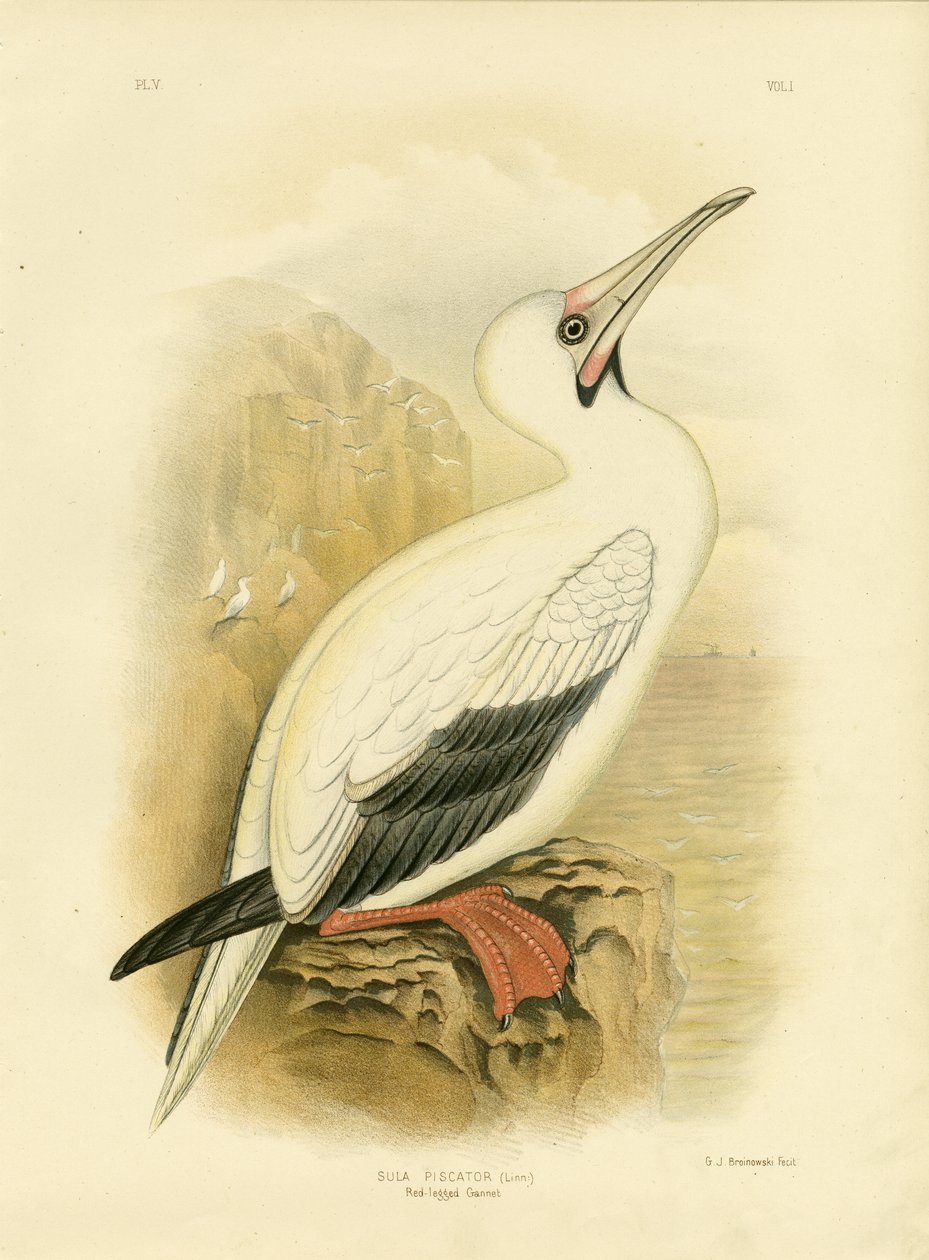Sula dai piedi rossi, 1891 da Gracius Broinowski