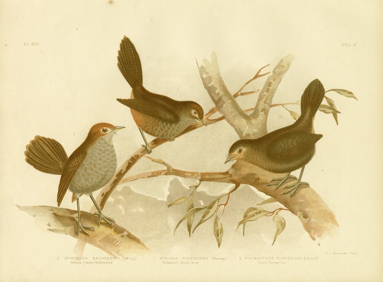 Uccello scrub rossiccio, 1891 da Gracius Broinowski
