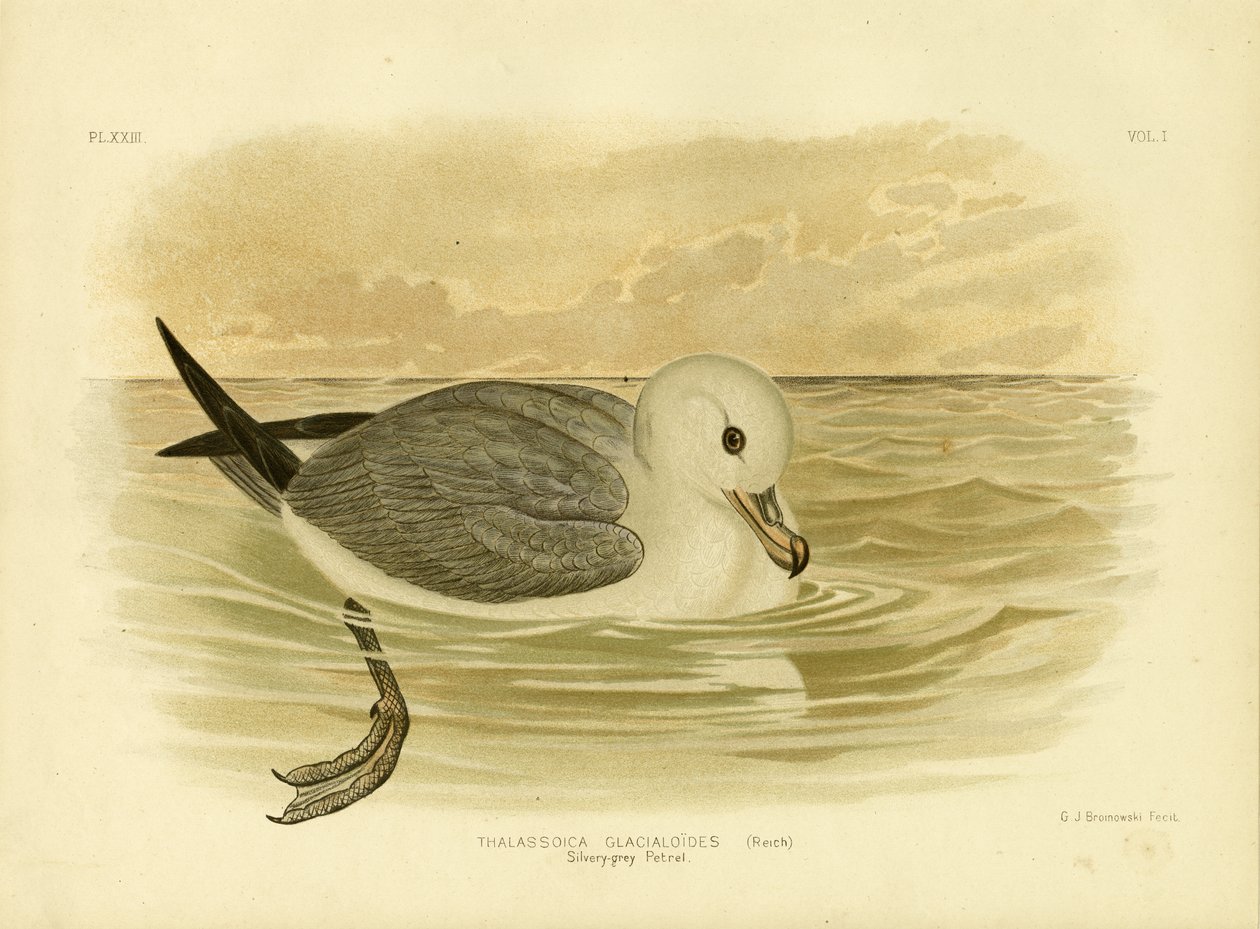 Petrello grigio-argento, 1891 da Gracius Broinowski