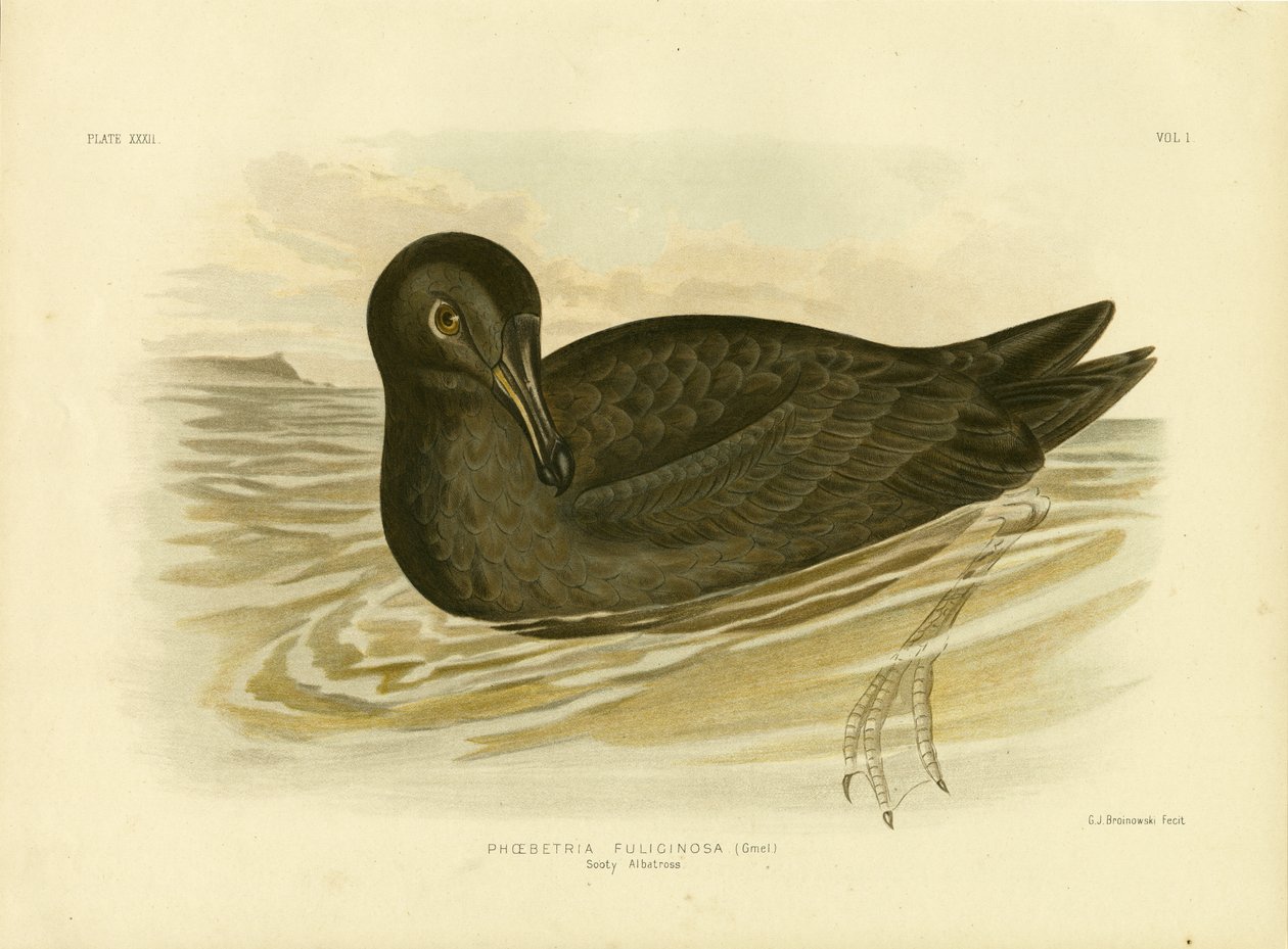 Albatros fuligginoso, 1891 da Gracius Broinowski