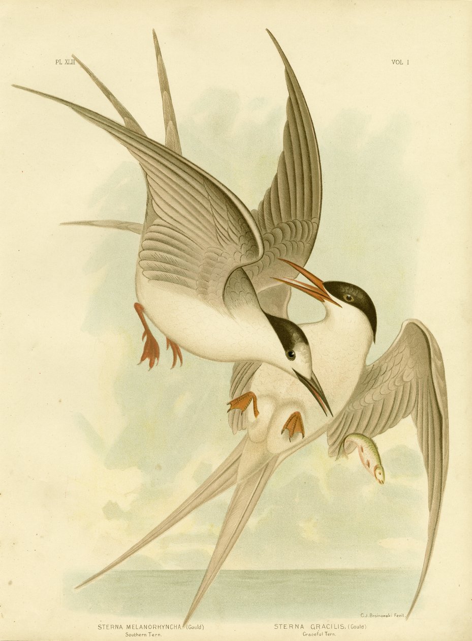 Sterna Meridionale, 1891 da Gracius Broinowski