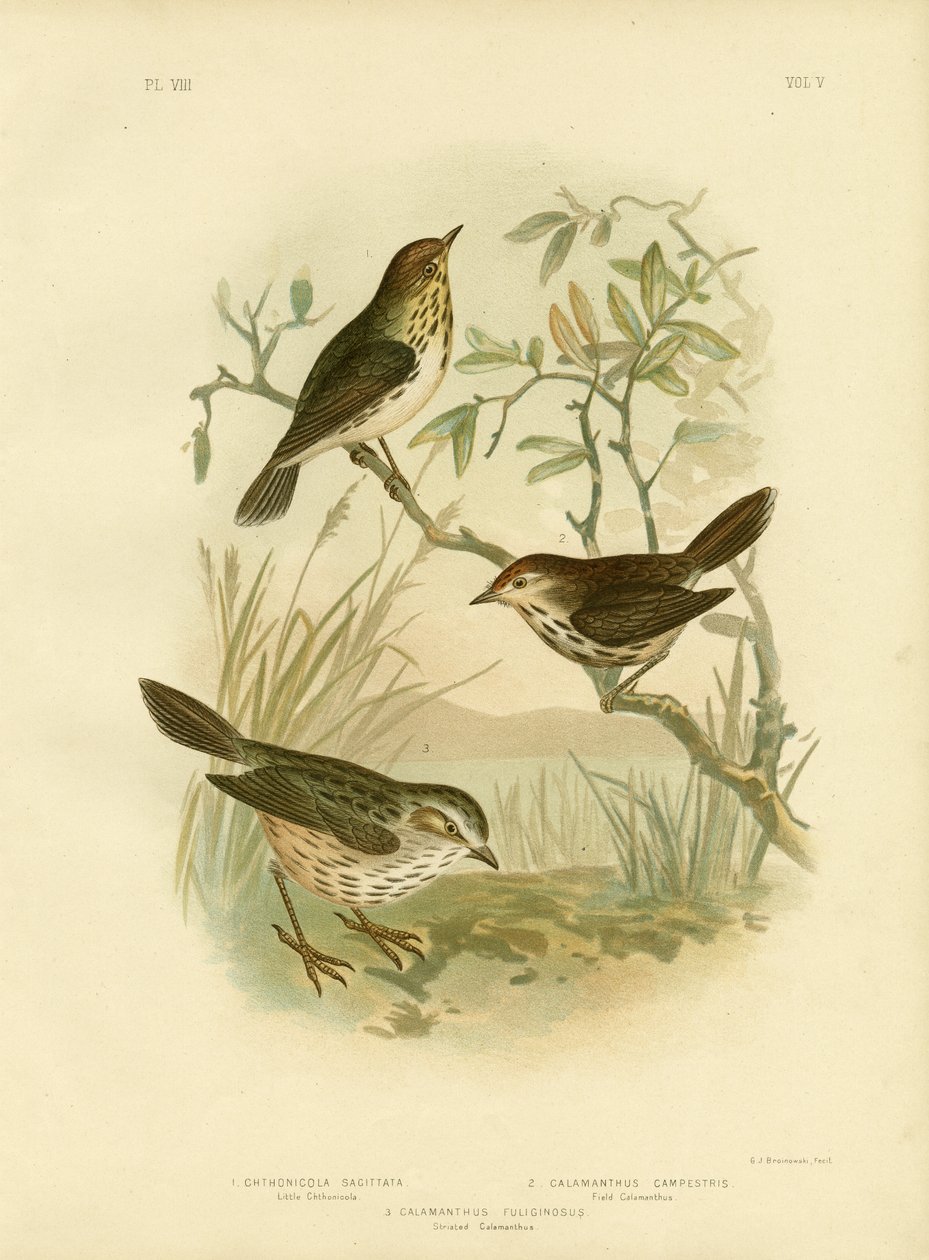 Parula macchiata, 1891 da Gracius Broinowski