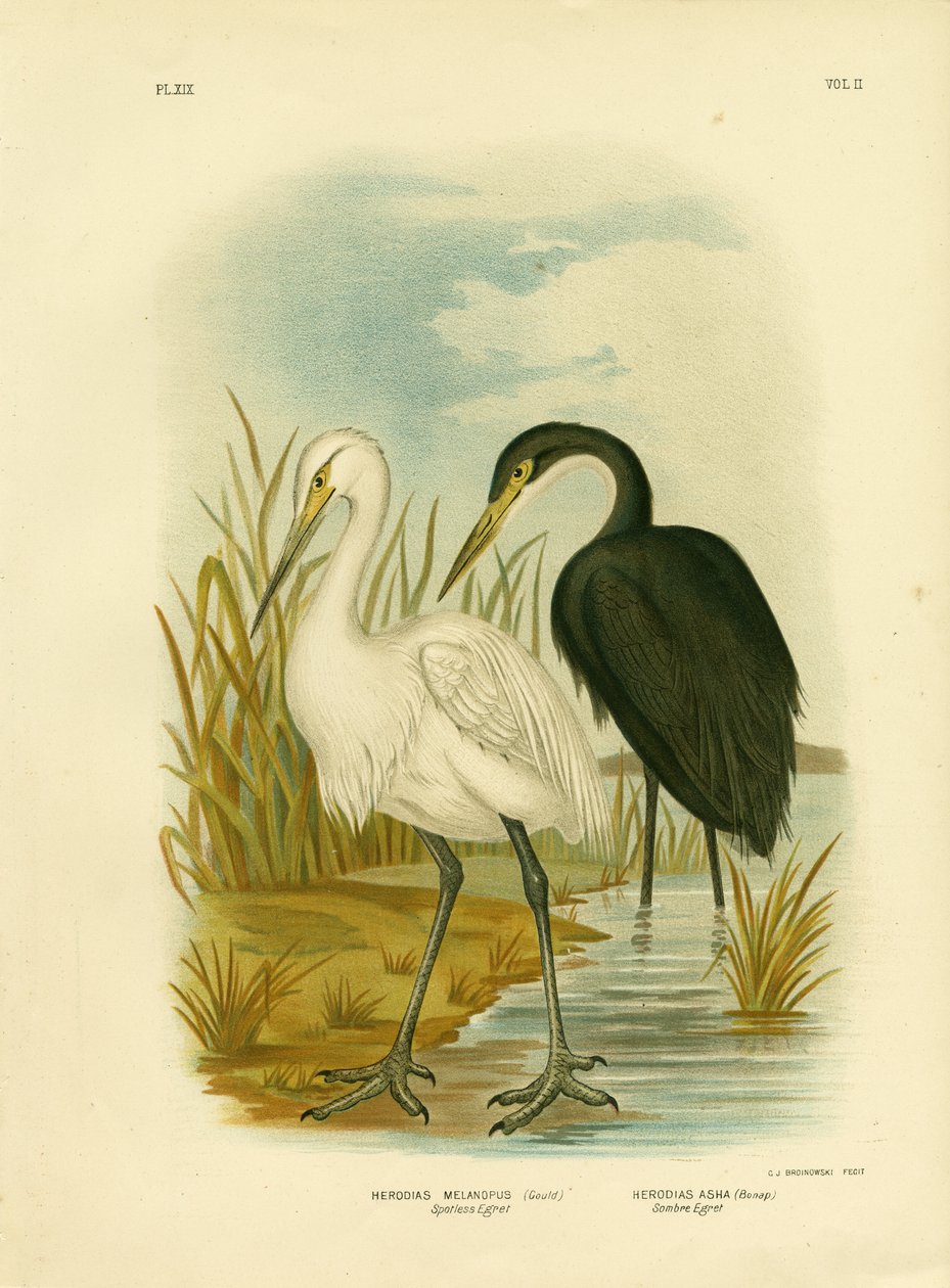 Airone bianco o piccolo airone, 1891 da Gracius Broinowski
