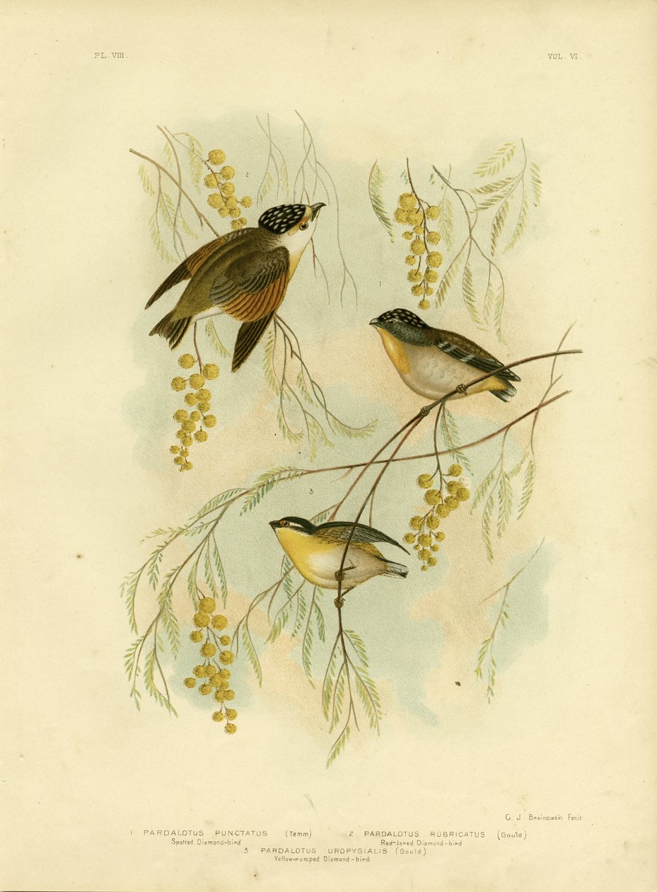 Diamante maculato o Pardalote maculato, 1891 da Gracius Broinowski