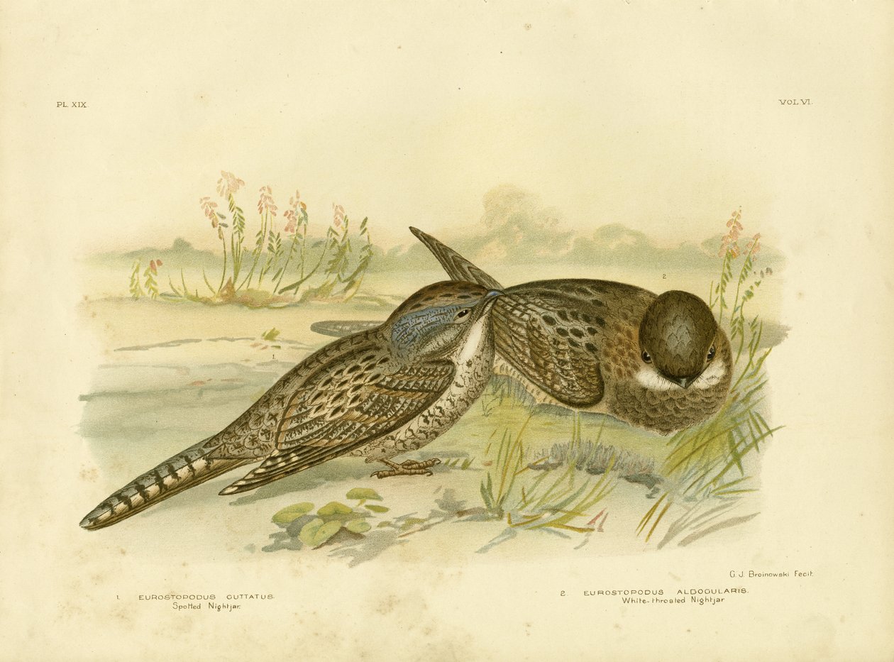 Succiacapre maculato, 1891 da Gracius Broinowski