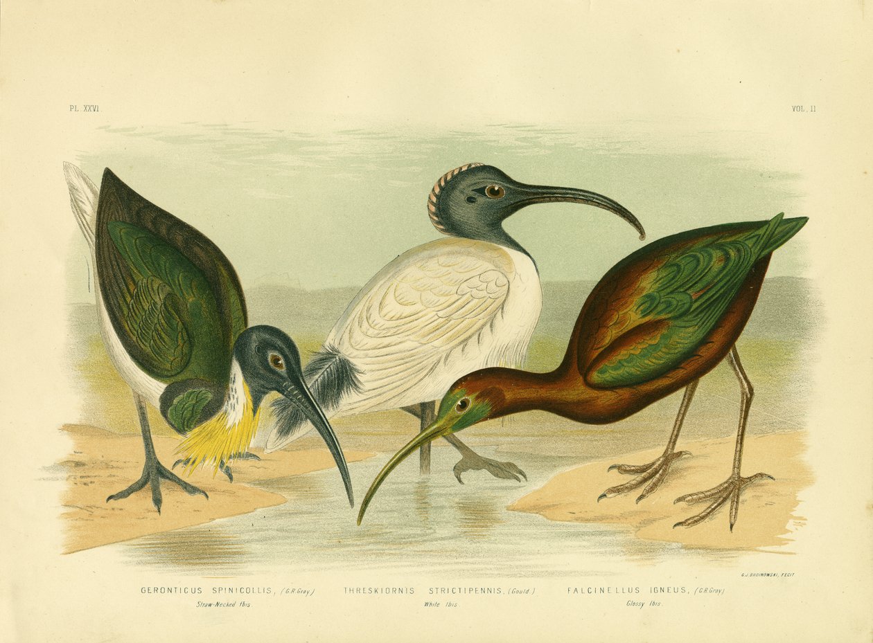 Ibis dal collo di paglia, 1891 da Gracius Broinowski