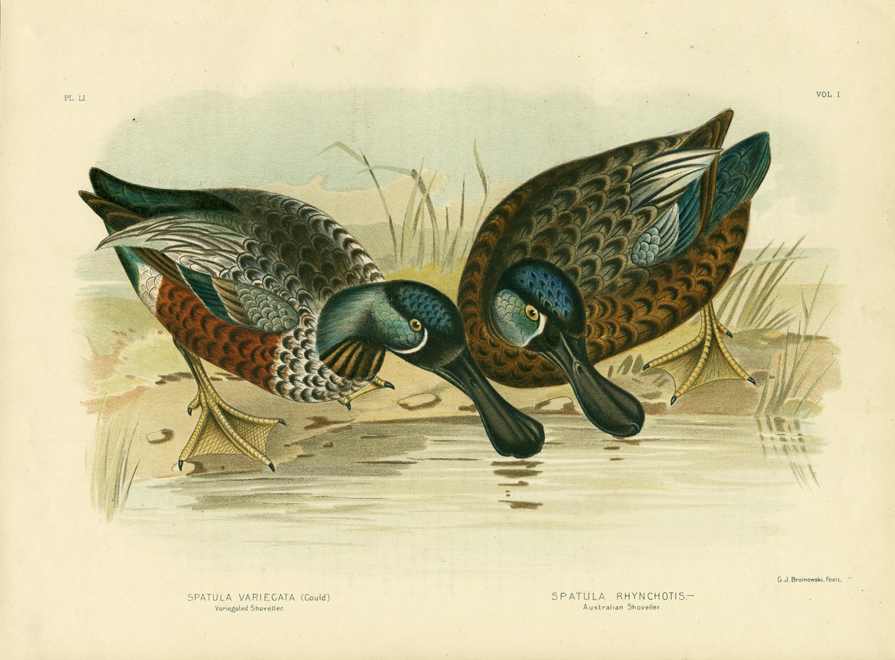 Shoveller variegato, 1891 da Gracius Broinowski