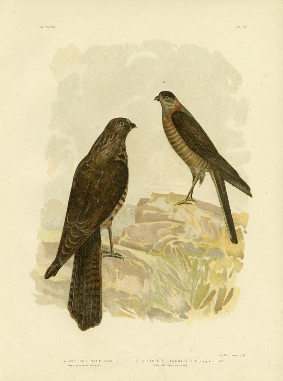 Falco australiano occidentale, 1891 da Gracius Broinowski