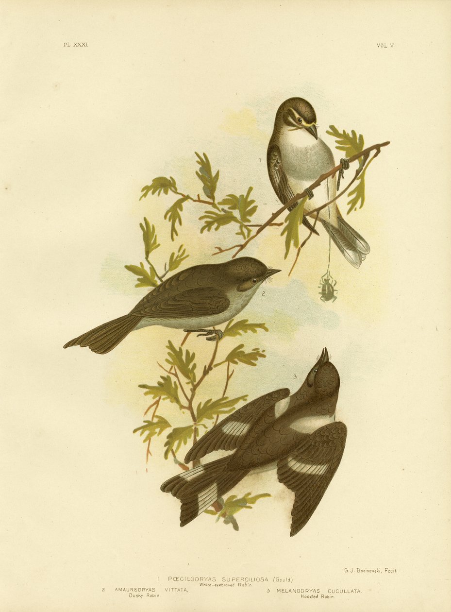 Pettirosso Sopracciglio Bianco, 1891 da Gracius Broinowski