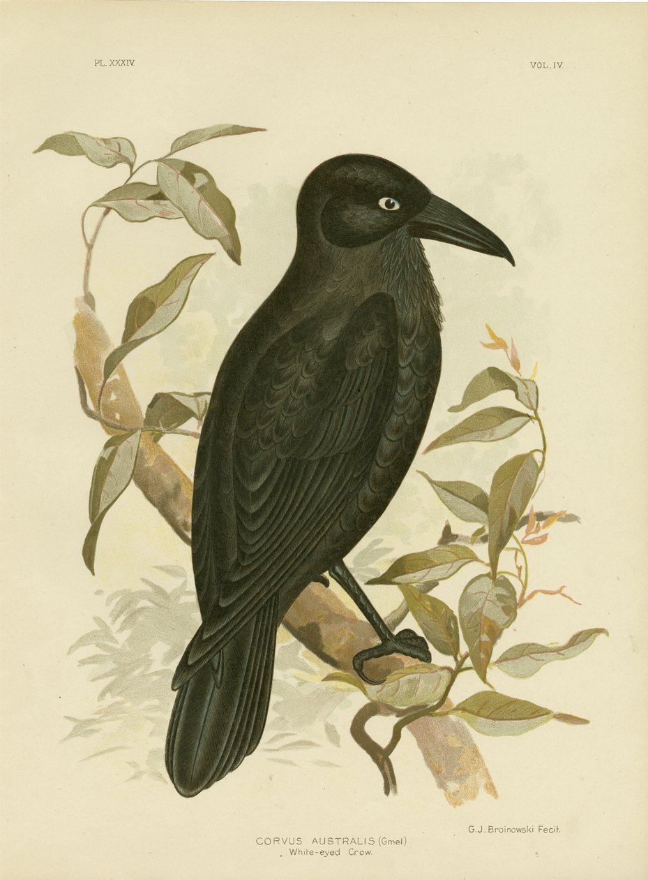 Corvo dagli occhi bianchi o corvo australiano, 1891 da Gracius Broinowski