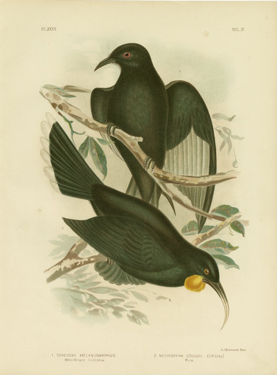 Corcorax dalle ali bianche, 1891 da Gracius Broinowski