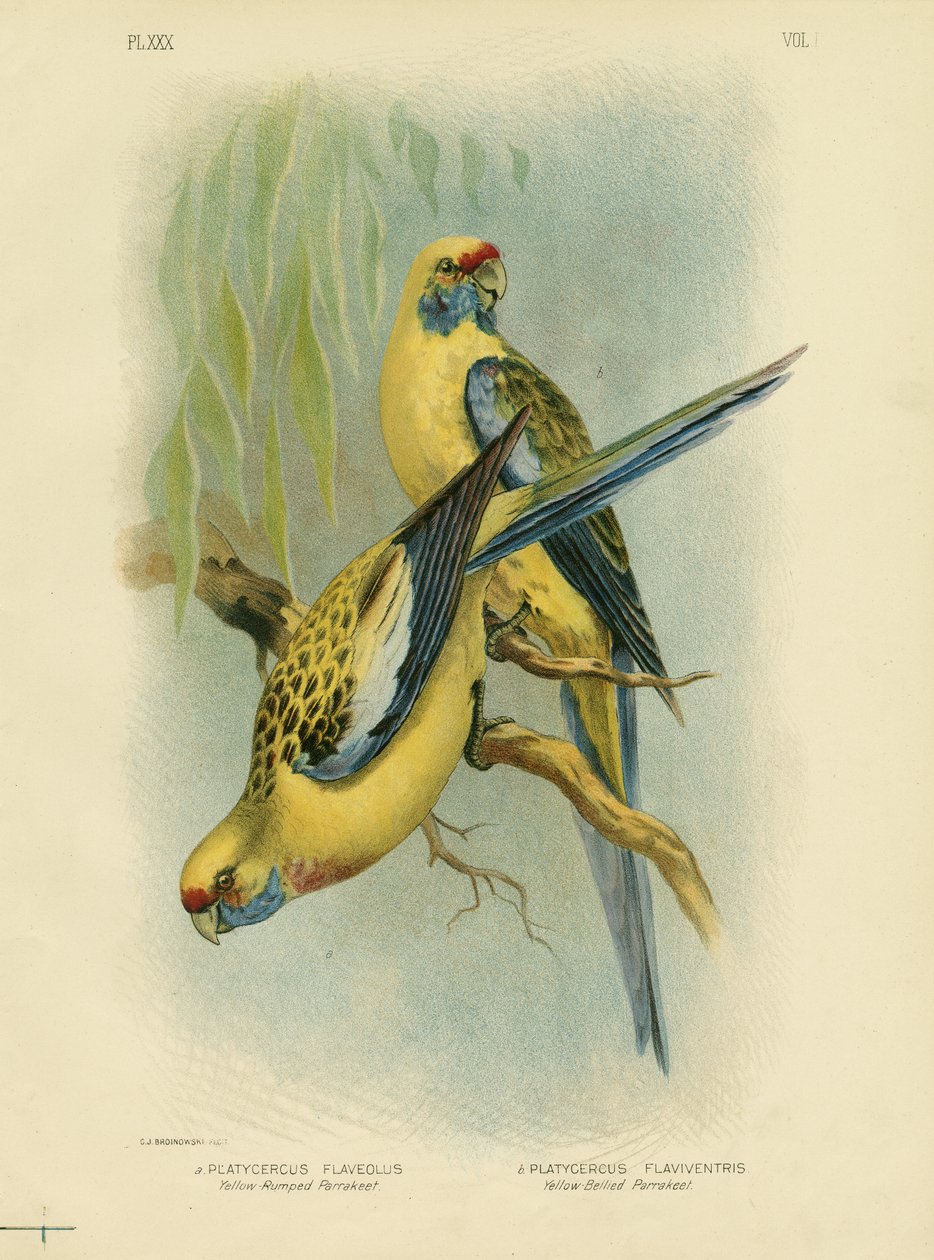 Parrocchetto dal groppone giallo o Rosella gialla, 1891 da Gracius Broinowski