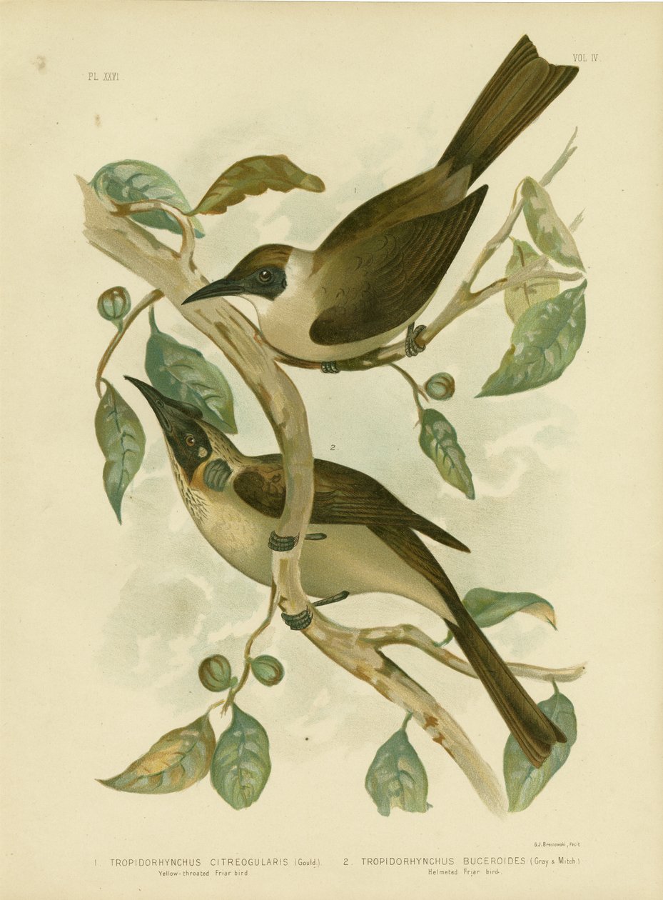 Friarbird dalla gola gialla o piccolo Friarbird, 1891 da Gracius Broinowski