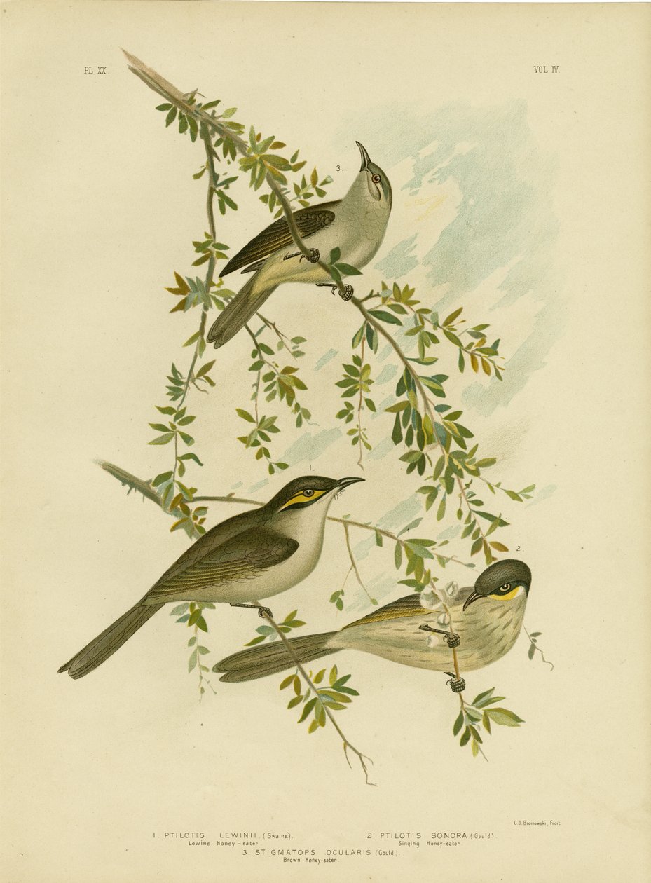 Lewin Honeyeater, 1891 da Gracius Broinowski