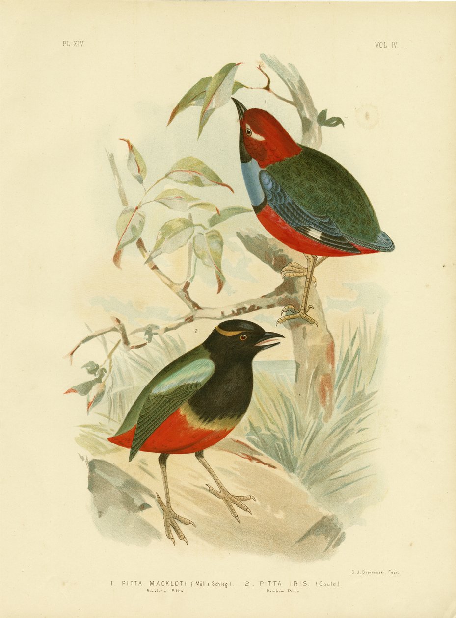 Pitta di Macklot, 1891 da Gracius Broinowski