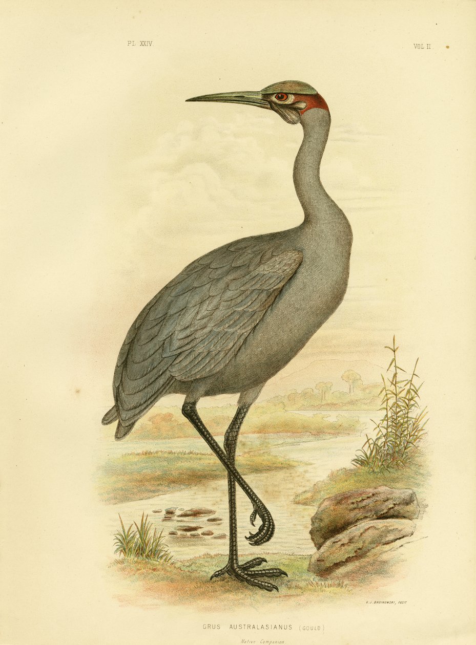 Compagno nativo o Brolga, 1891 da Gracius Broinowski