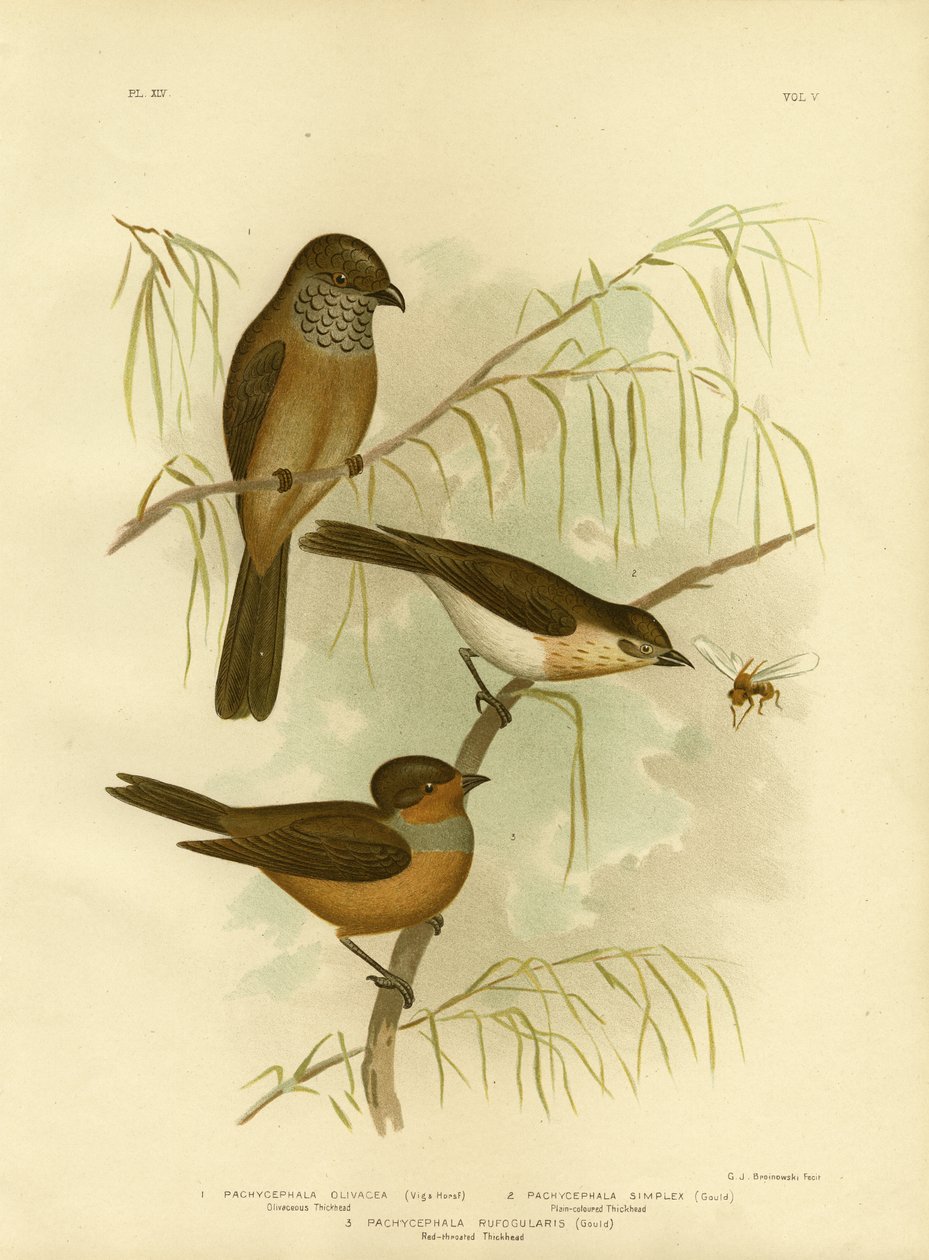 Olivaceous Thickhead o Olive Whistler, 1891 da Gracius Broinowski