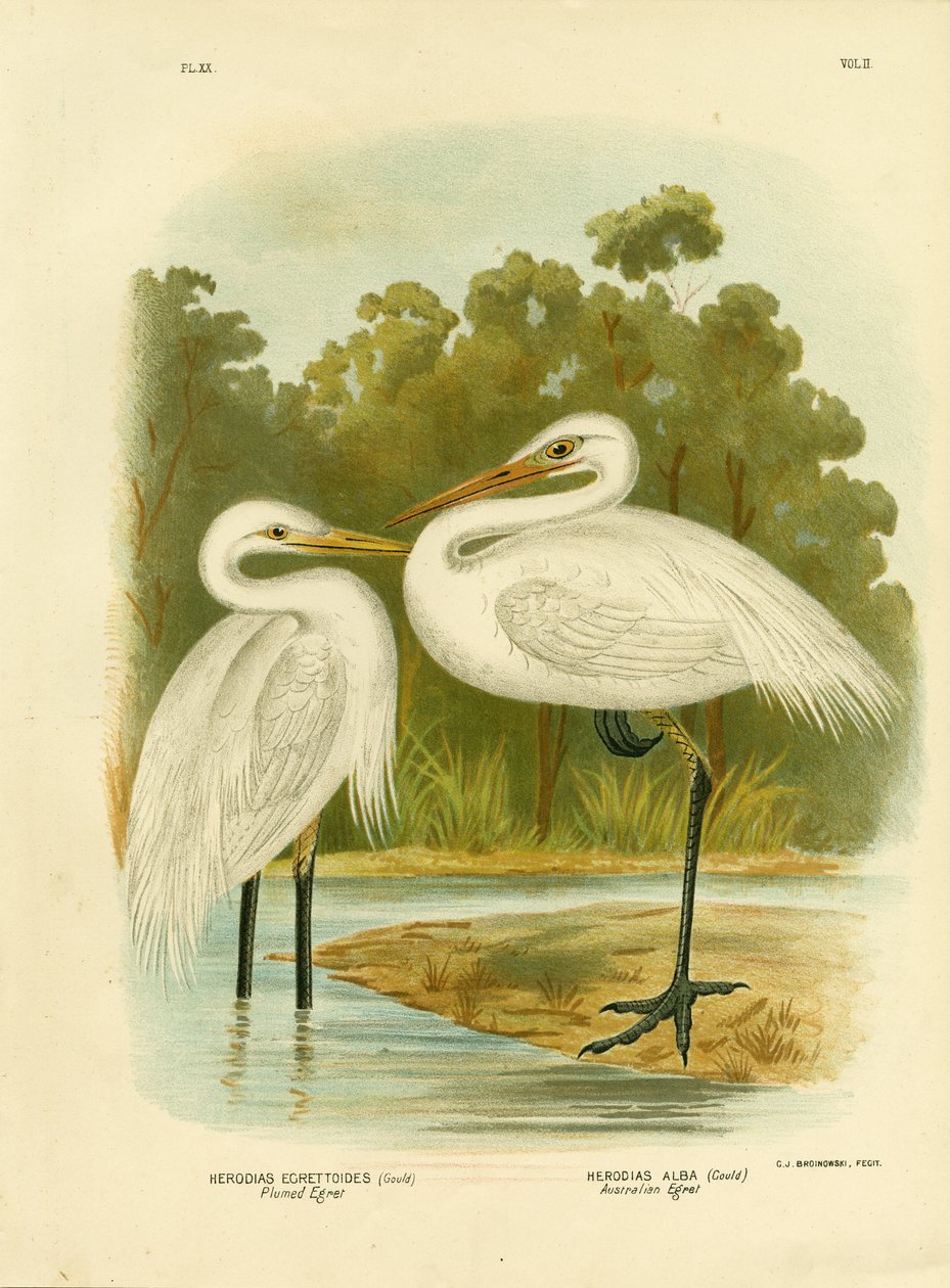 Airone piumato o airone intermedio, 1891 da Gracius Broinowski