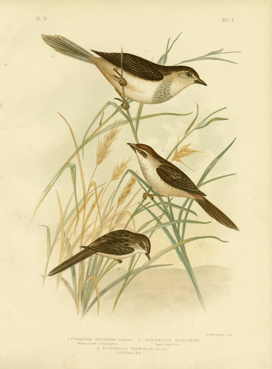 Cincloramphus Rufescente o Usignolo Rufescente, 1891 da Gracius Broinowski