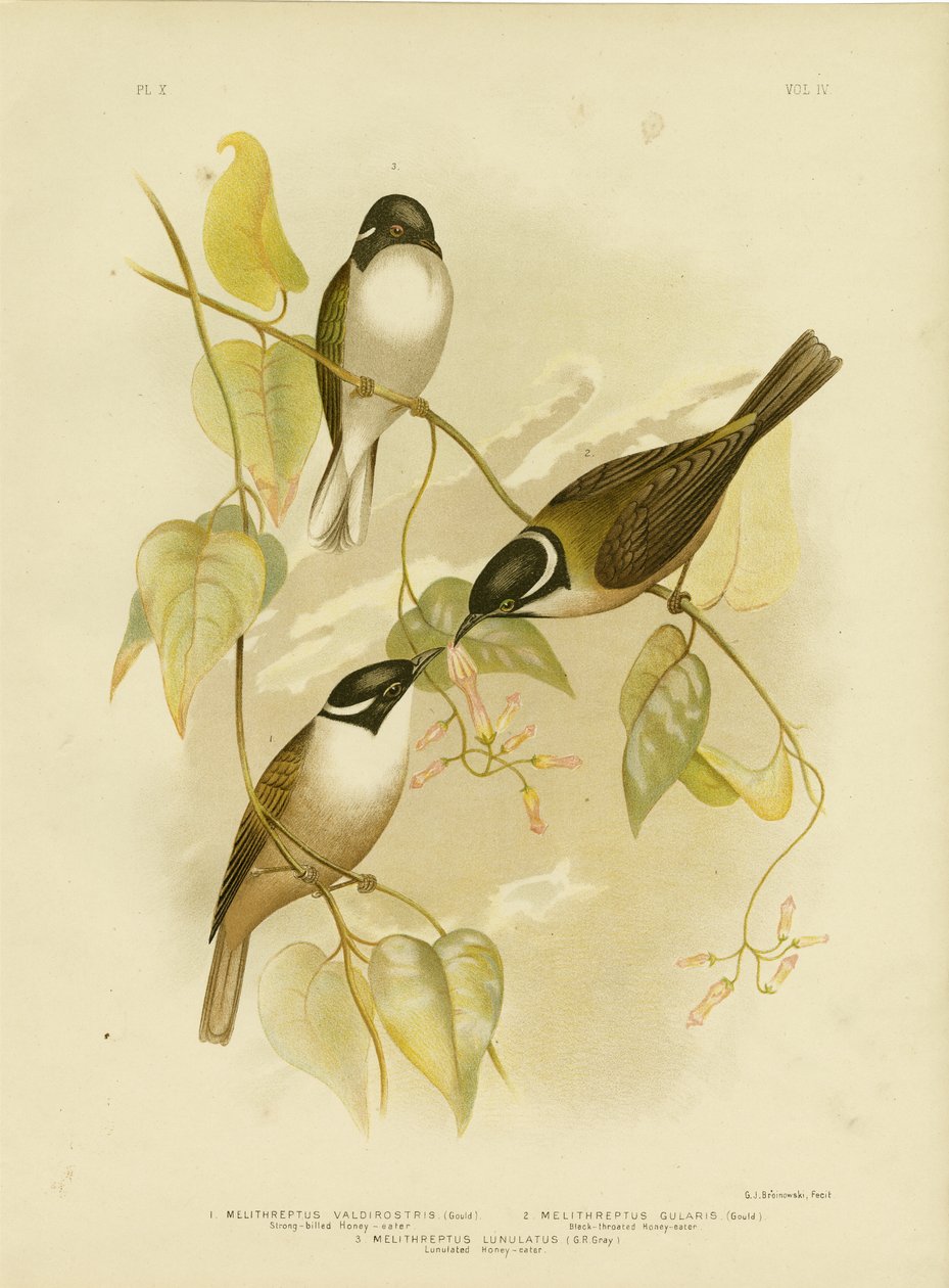 Melifago dal Becco Forte, 1891 da Gracius Broinowski
