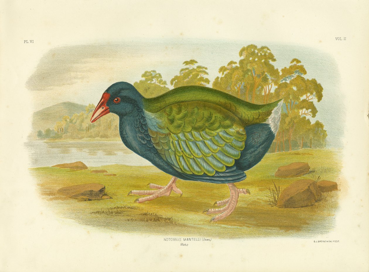 Takahe, 1891 da Gracius Broinowski