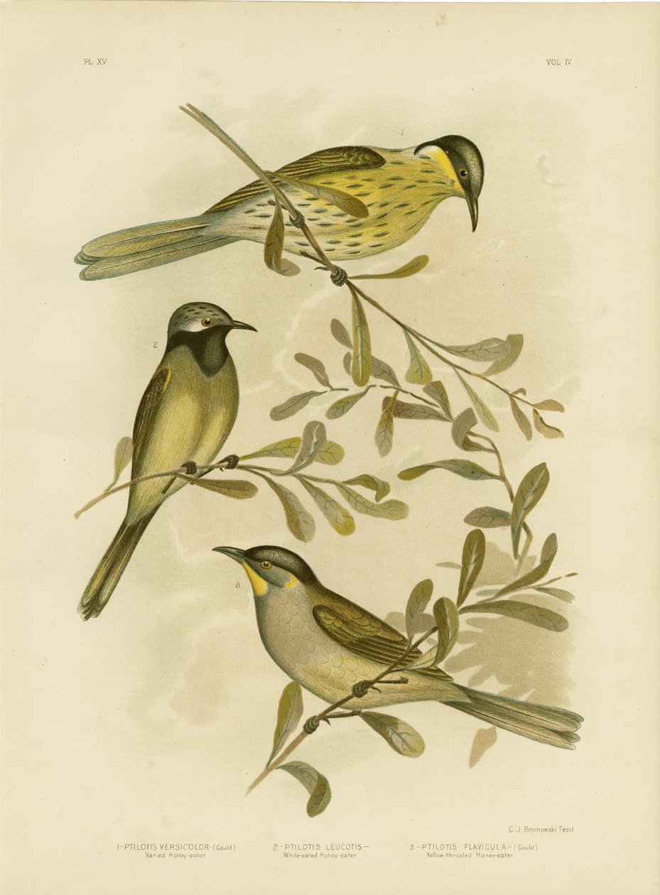 Varied Honeyeater, 1891 da Gracius Broinowski