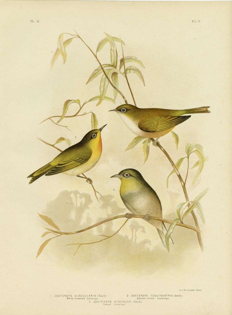 Zosterops dal petto bianco o Occhio bianco di Norfolk, 1891 da Gracius Broinowski