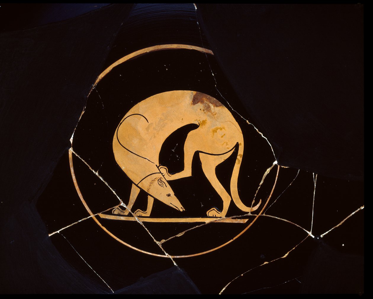 Coppa a figure rosse attiche (dettaglio di un cane laconico) da Greek