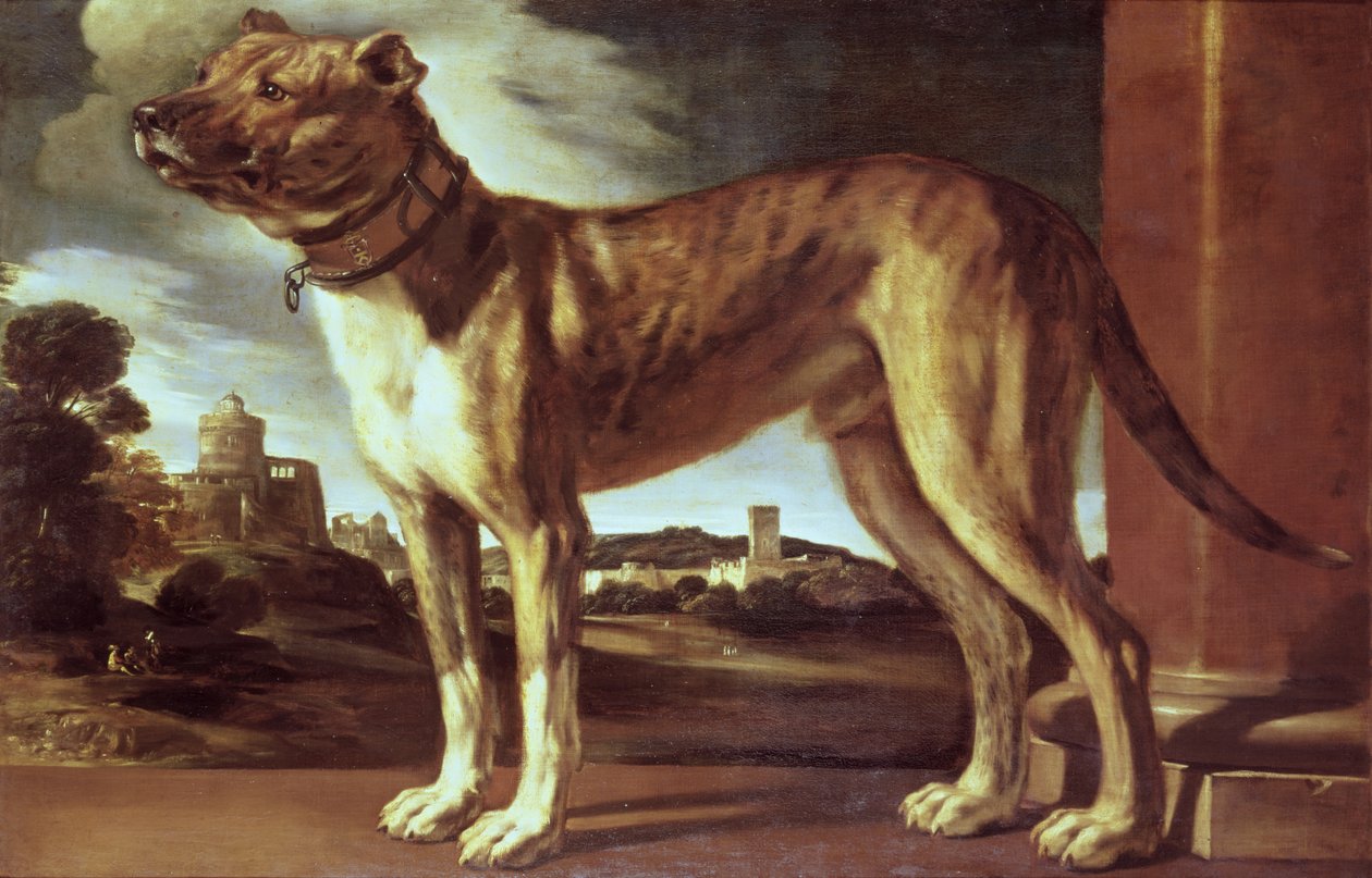 Ritratto di un Cane da Giovanni Francesco Barbieri