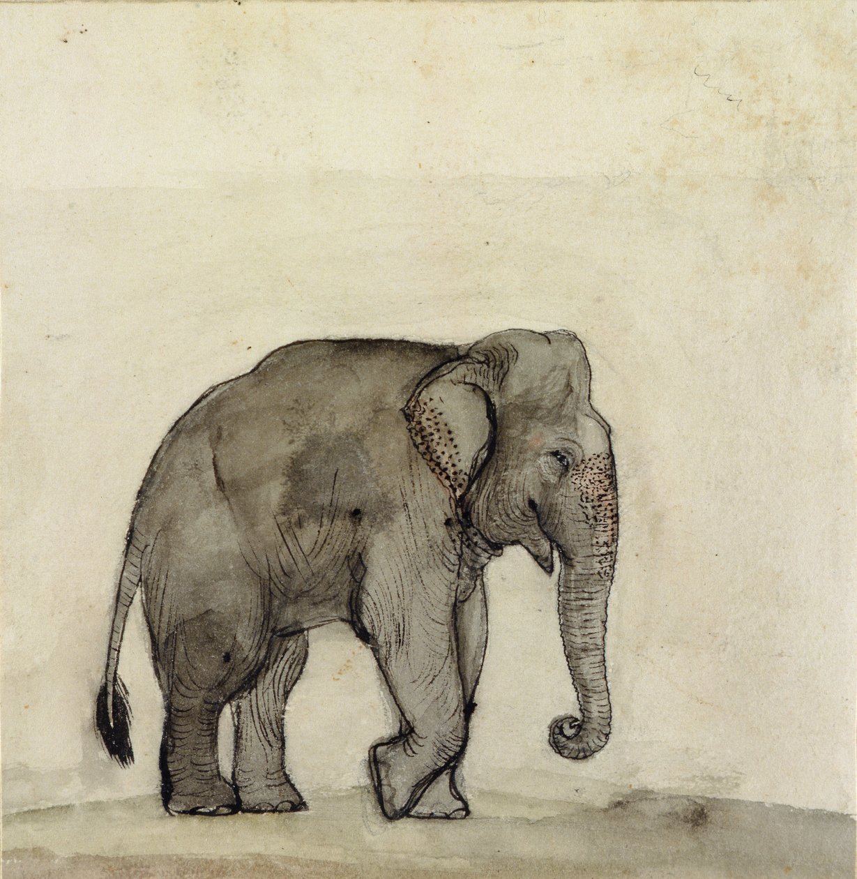 Elefante, c.1790 da Gungaram Tambat