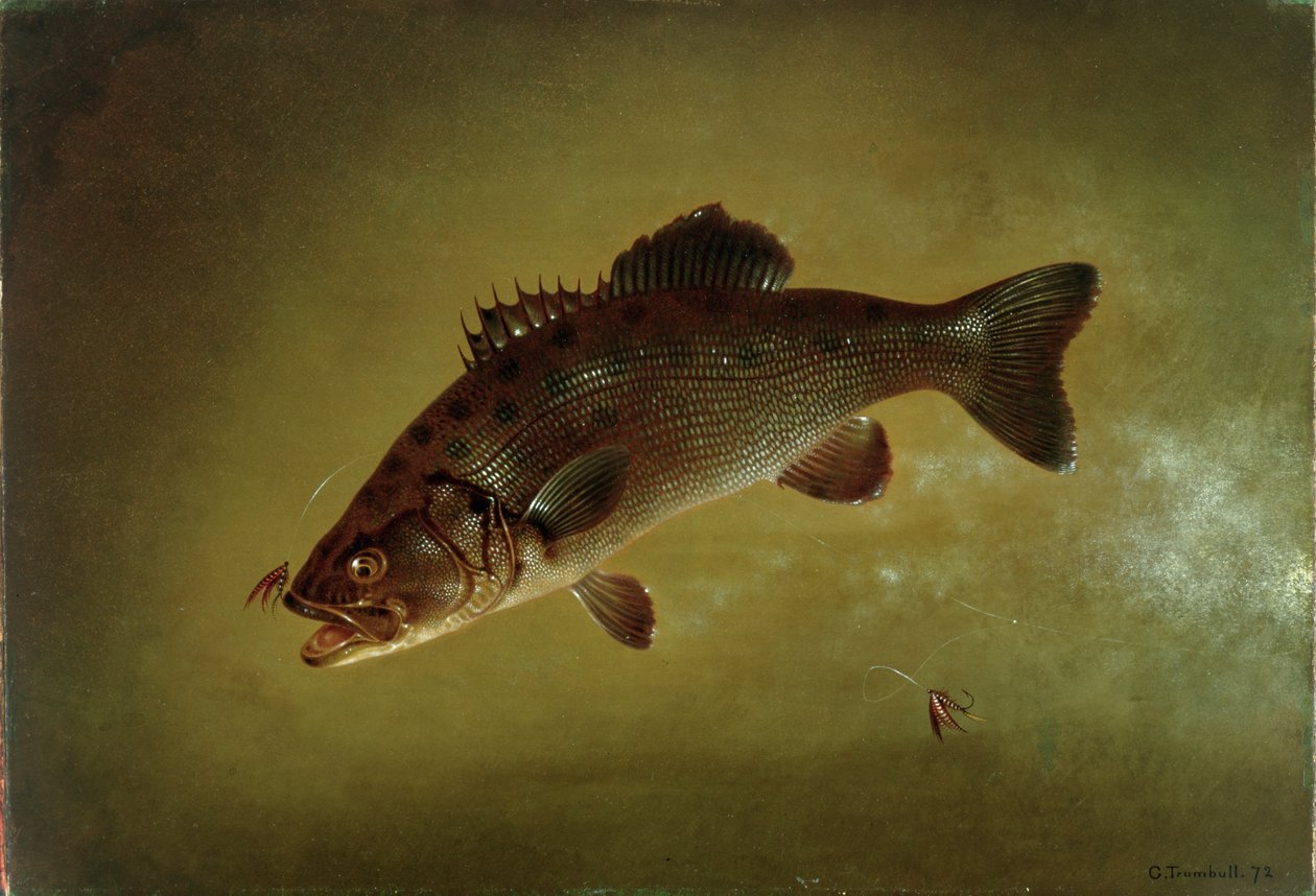 Black Bass, 1872 da Gurdon Trumbull