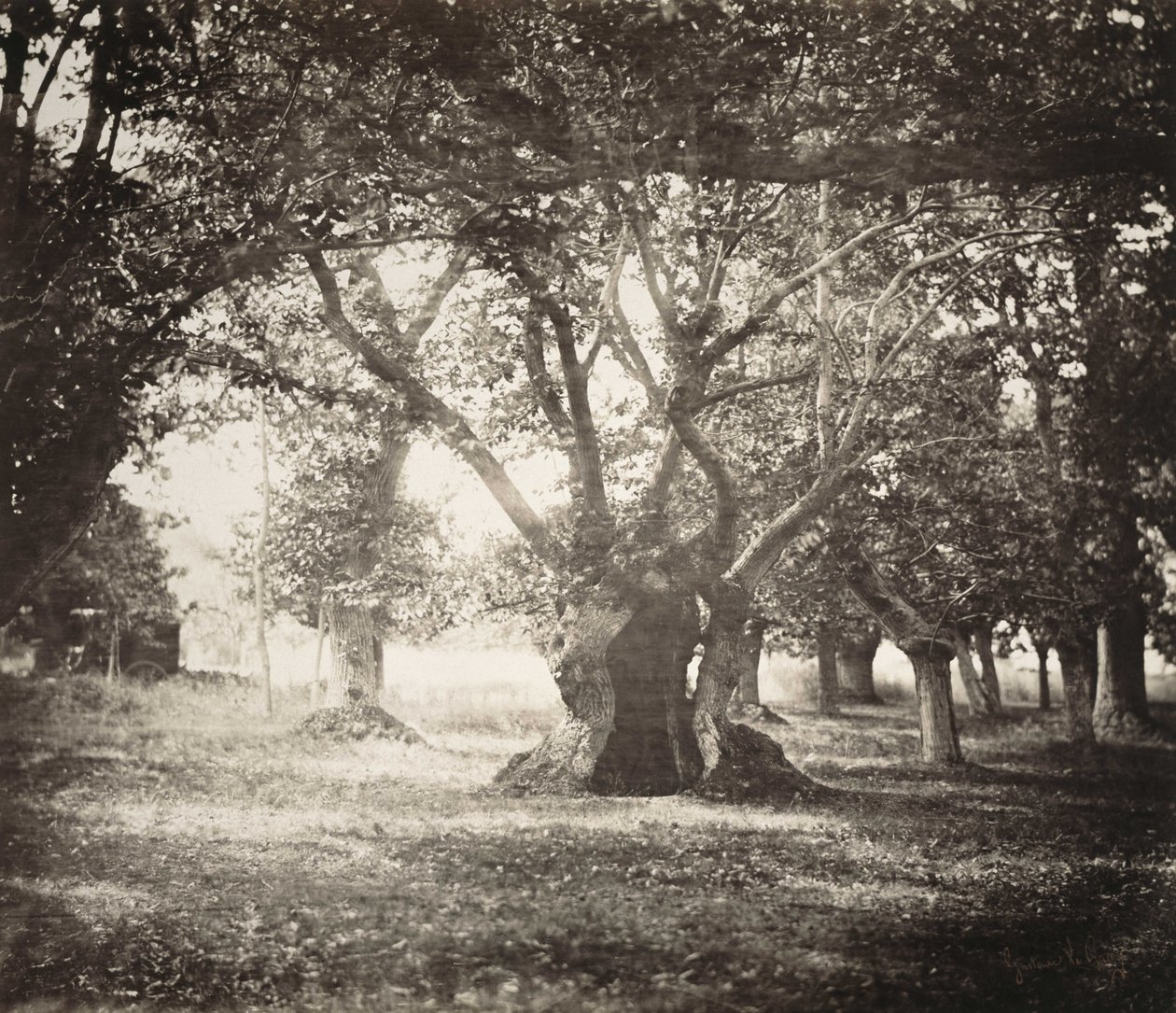 Albero, foresta di Fontainebleau da Gustave Le Gray