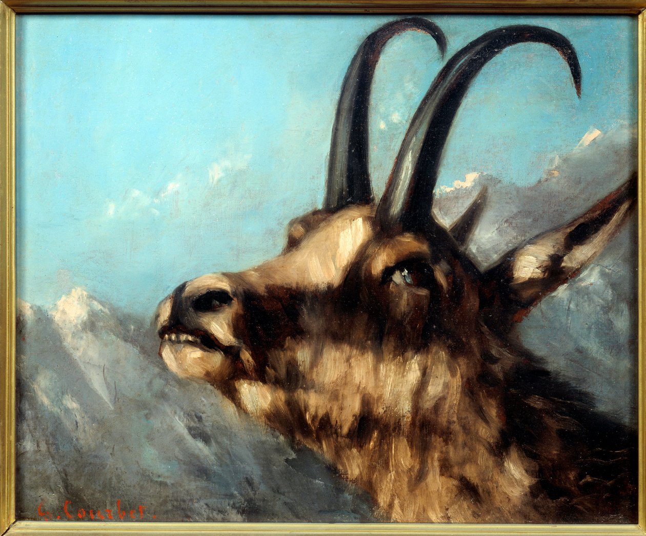Testa di camoscio da Gustave Courbet